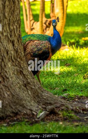 Majestätischer Pfau, teilweise versteckt hinter einem Baum in einem üppigen grünen Wald mit sonnendurchflutetem Gras und einer natürlichen Waldkulisse Stockfoto