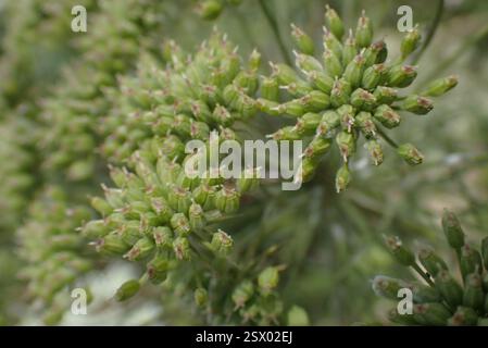 Bullwort (Ammi majus), Plantae, La Flotte, Frankreich, Abbaye des Chateliers Stockfoto