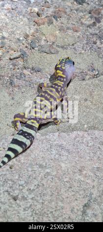 Nördliches marmoriertes Samtgecko (Oedura marmorata), Reptilia, Northern Territory, AU Stockfoto