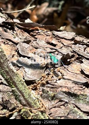 Six-Spoted Tiger Beetle (Cicindela sexguttata), Insecta, Flat Creek Loop, Blue Ridge, GA, US Stockfoto