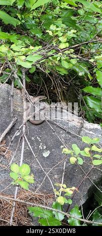 Nordwestlicher Alligatorenechse (Elgaria coerulea principal), Reptilia, Castlegar, BC V1N 4V7, Kanada Stockfoto