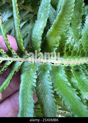 Schildfarne (Polystichum), Plantae, Kittitas County, WA, USA, in sonniger Lage. Unsichere ID. Vielleicht ein P. munitum Hybrid? Wahrscheinlich dieselbe Pflanze wie https://www.inaturalist.org/observations/125210463, direkt neben dem Weg und ziemlich auffällig. Stockfoto