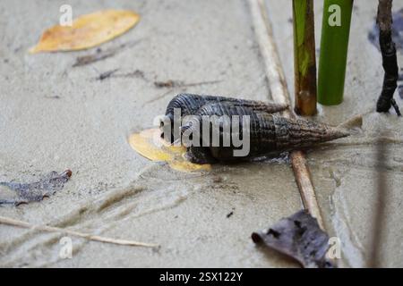 Riesenmangroven Whelk (Terebralia palustris), Mollusca, KuHlange Stockfoto