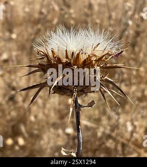 Mariendistel (Silybum marianum), Plantae, Los Padres National Forest, Carmel, CA, USA, Milchdistelskelette aus der letzten Saison. Seeds-2. Foto. Die Mariendistel (Silybum marianum) wurde in der Familie der Asteraceae eingeführt und ist an Straßenrändern, auf Weiden und in gestörten Böden gedeiht. Die Blätter sind charakteristisch: Die großen, weißen Adern sind meist sehr hell und sichtbar. Die weiße Färbung ist immer auf den Venen dritter Ordnung vorhanden. Phyllare sind sternförmig, mit langen, scharfen Stacheln, die direkt unter den großen, violetten, einsamen Blumenköpfen ausstrahlen. Peak Bloom ti Stockfoto
