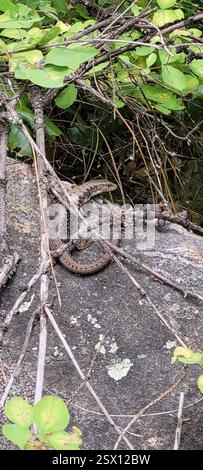 Nordwestlicher Alligatorenechse (Elgaria coerulea principal), Reptilia, Castlegar, BC V1N 4V7, Kanada Stockfoto