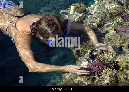 Ein Tourist schnorcheln über Korallenriffen in Haie Bucht in Sharm el Sheikh einer Stadt an der Südspitze der Sinai Halbinsel, Süd-Sinai Ägypten Stockfoto