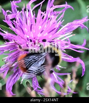 Rotschwanzhummel (Bombus lapidarius), Insecta, St. George Park, Bristol, England, GB, ich glaube, das ist ein Mann, das Weibchen ist das vorherige Bild mit schwarzem Körper und rotem Schwanz Stockfoto