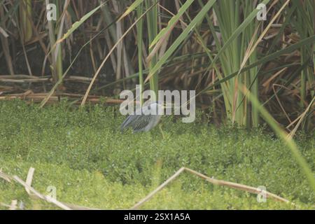 Streifenreiher (Butorides striata), Aves, Pantanos de Villa, Chorrillos, Perú Stockfoto