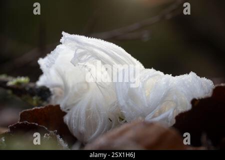 Haareis oder Eiswolle Stockfoto