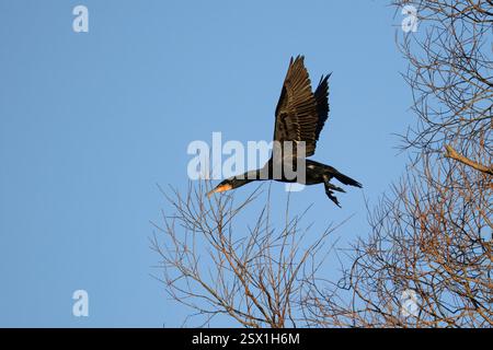 Phalacrocorax carbo, Kormoran Stockfoto