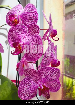 Üppige, leuchtend rosa Orchideen, die auf einer Fensterbank in einem Zimmer gewachsen sind Stockfoto