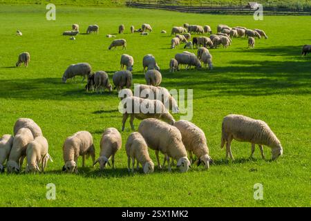 Schafherde, die friedlich auf einer wunderschönen grünen Wiese weidet. Stockfoto