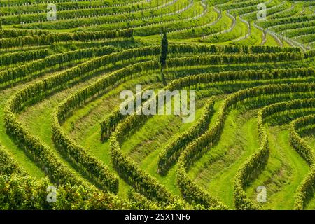 Weinberge in der Weinregion Jeruzalem in Ostslowenien Stockfoto