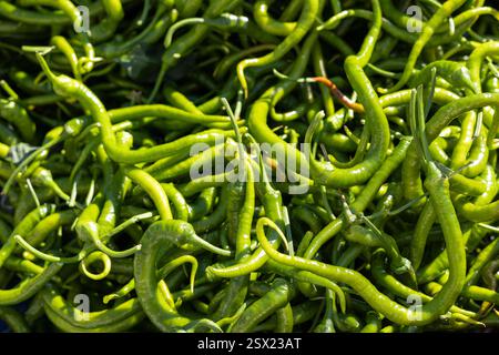 Auf einem geschäftigen Markt werden leuchtend grüne Chilis in einer lebhaften Ausstellung präsentiert. Das Sonnenlicht unterstreicht ihre Frische und lässt sie einladend aussehen. Dies Stockfoto