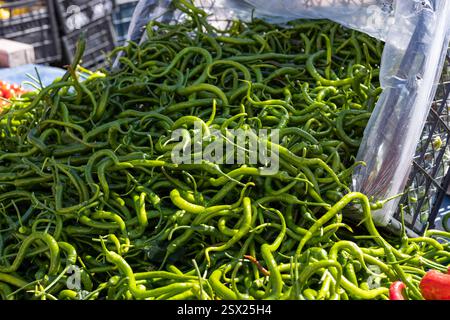 Auf einem geschäftigen Markt werden leuchtend grüne Chilis in einer lebhaften Ausstellung präsentiert. Das Sonnenlicht unterstreicht ihre Frische und lässt sie einladend aussehen. Dies Stockfoto
