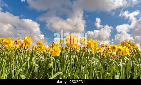 Schöne holländische Narzissen Blumen mit blauem bewölktem Himmel Hintergrund. Panoramablick Stockfoto