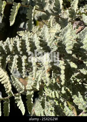 Eaton's Lipfern (Myriopteris rufa), Plantae, Comanche National Grassland, Campo, CO, US Stockfoto