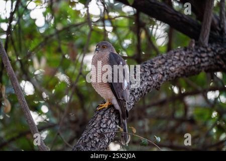 Shikra-Vogel thront auf einem Ast im GIR-Wald und zeigt die Schönheit der indischen Tierwelt und der Raptoren in ihrer natürlichen habita Stockfoto