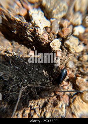 Dunkle Holzschaben (Ischnoptera deropeltiformis), Insecta, Chief Standing Bear Trail, Blue Springs, NE, USA Stockfoto