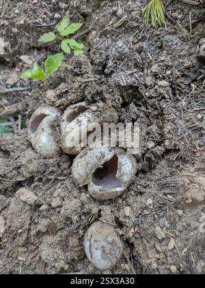 Rosa Krone (Sarcosphaera coronaria), Fungi, Ferry County, US-WA, USA Stockfoto