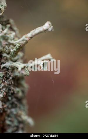 Makro von Flechtenzweigen auf Baumrinde mit weicher Hintergrundunschärfe Stockfoto