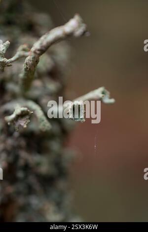 Makrofoto, das komplizierte Details von Flechten-bedeckten Zweigen aus Baumrinde aufzeichnet. Die organischen Texturen und gedämpften Grüntöne stehen im Kontrast. Stockfoto