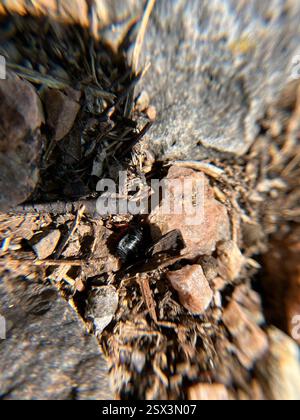 Dunkle Holzschaben (Ischnoptera deropeltiformis), Insecta, Chief Standing Bear Trail, Blue Springs, NE, USA Stockfoto