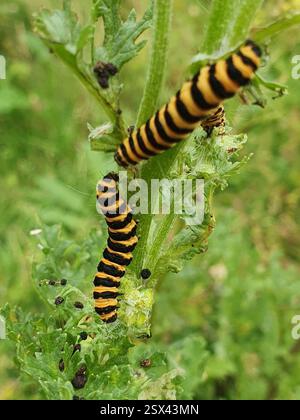 Zinnober Moth (Tyria jacobaeae), Insecta, Portland Building, University of Nottingham Students' Union, Portland Building, University Park, Nottingham NG7 2RD, Großbritannien Stockfoto