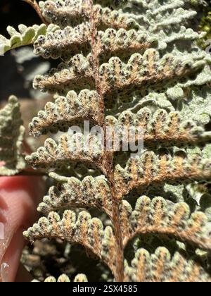 Eaton's Lipfern (Myriopteris rufa), Plantae, Comanche National Grassland, Campo, CO, US Stockfoto