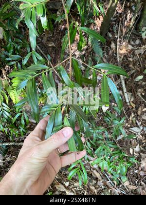 Pflaumenkiefer (Podocarpus elatus), Plantae, Beaudesert - PT C, AU-QL, AU Stockfoto