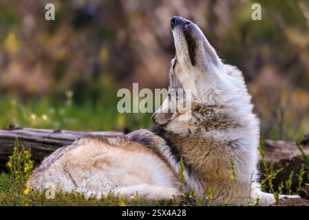 Gray Wolf dehnt sich bei Tageslicht in einem üppigen Waldambiente aus Stockfoto