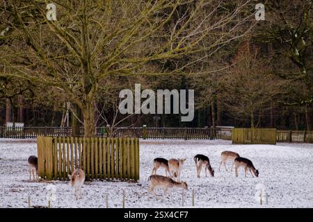 Eine ruhige Winterszene mit einer Gruppe von Hirschen, die in einer verschneiten Landschaft weiden, umgeben von Bäumen und einem Holzzaun. Stockfoto