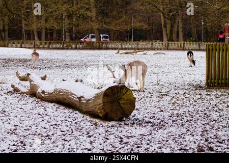 Eine schneebedeckte Landschaft mit mehreren Hirschen, die in der Nähe eines umgestürzten Baumstamms weiden. Der Boden ist mit Schnee und trockenen Blättern bedeckt, mit Bäumen im Hintergrund Stockfoto