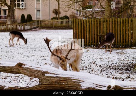 Eine schneebedeckte Landschaft mit mehreren Hirschen, die in einer parkähnlichen Umgebung grasen. Der Vordergrund zeigt einen Hirsch mit Geweih, der sich zum Essen nach unten beugt, während zwei weitere Stockfoto