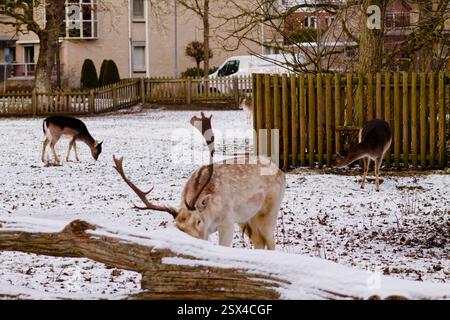 Eine schneebedeckte Landschaft mit mehreren Hirschen, die in einem umzäunten Bereich weiden. Der Vordergrund zeigt einen hellen Hirsch mit Geweih, während andere Hirsche sichtbar sind Stockfoto
