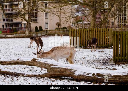 Eine schneebedeckte Landschaft mit mehreren Hirschen, die in einer parkähnlichen Umgebung grasen. Im Vordergrund steht ein Hirsch mit Geweih, der sich nach unten beugt, um schneebedeckte Gra zu fressen Stockfoto