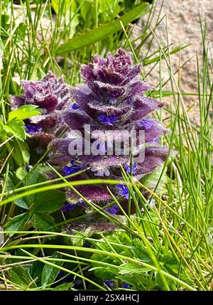 Pyramidenbügel (Ajuga pyramidalis), Plantae, St. Ulrich, Trentino-Südtirol/Sudtirol, IT, ein Freund schickte mir Fotos von Wildblumen, die in der italienischen Alpenregion Südtirol wachsen. Foto: A. Holberg. Pyramidal Bugle (Ajuga pyramidalis) ist eine einheimische, blühende Pflanze aus der Familie der Mint (Lamiaceae). Es ist eine einheimische Pflanze in Europa. Stockfoto