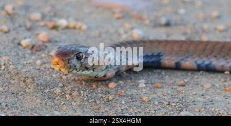 Mosambik-Speikobra / Mosambik Spuckkobra / Naja mossambica Stockfoto