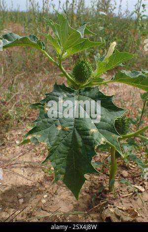 jimsonweed (Datura stramonium), Plantae, La Flotte, Frankreich, Abbaye des Chateliers Stockfoto