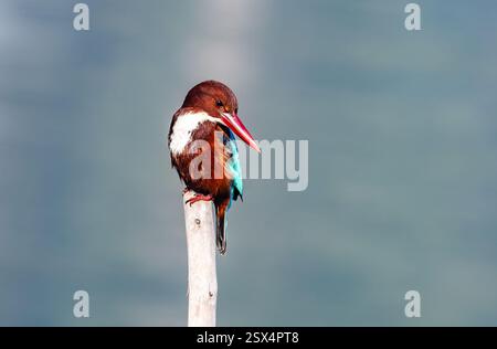 Ein weißkehliger Eisvogel (Halcyon smyrnensis), der auf einem Stumpf thront. Punjab, Indien. Stockfoto