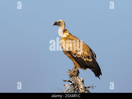 Ein eurasischer Gänsegeier (Gyps fulvus) thront auf einem Baum in der Wüste. Rajasthan, Indien. Stockfoto