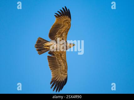 Ein Tawny Eagle (Aquila rapax) fliegt über. Rajasthan, Indien. Stockfoto