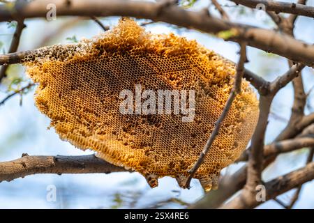 Ein verlassener Bienenstock, der an einem Baumzweig im Wald befestigt ist. Rajasthan, Indien. Stockfoto