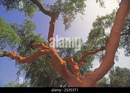 korkeiche in den Regionen Alentejo und Algarve in Portugal Stockfoto