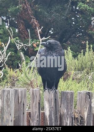 Common Raven (Corvus corax), Aves, Asilomar / PG Golf Links, Pacific Grove, CA 93950, USA Stockfoto