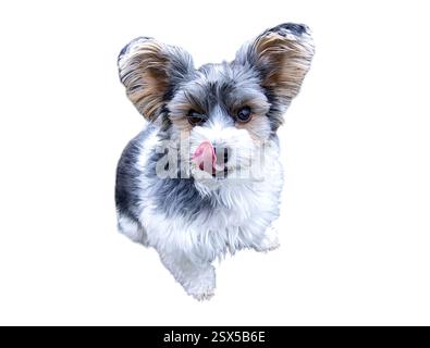 Ein neugieriger Biewer-Terrier sitzt mit der Zunge heraus und leckt sich die Nase. Das flauschige Pelz und die großen Ohren tragen zu seinem bezaubernden, verspielten Charme bei. Stockfoto