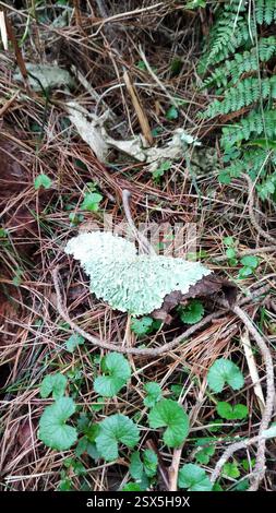 Flavoparmelia caperata, Pilze, Ferntastic Trail, George, eine auffällige Flechte. Wirklich schön. Auf einem Stück Rinde. Stockfoto
