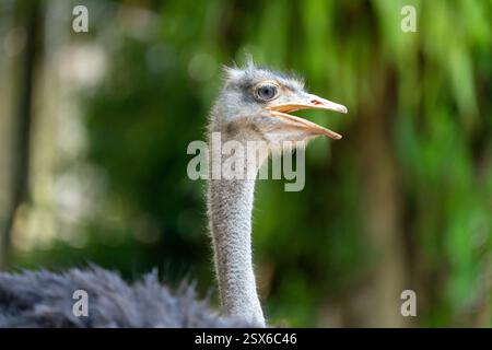 Der Strauß (Struthio camelus), oder einfach Strauß, ist eine flugunfähige Vogelart, die in bestimmten Gebieten Afrikas beheimatet ist. Stockfoto
