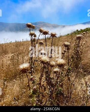Mariendistel (Silybum marianum), Plantae, Los Padres National Forest, Carmel, CA, USA, Milchdistelskelette aus der letzten Saison. Seeds-2. Foto. Die Mariendistel (Silybum marianum) wurde in der Familie der Asteraceae eingeführt und ist an Straßenrändern, auf Weiden und in gestörten Böden gedeiht. Die Blätter sind charakteristisch: Die großen, weißen Adern sind meist sehr hell und sichtbar. Die weiße Färbung ist immer auf den Venen dritter Ordnung vorhanden. Phyllare sind sternförmig, mit langen, scharfen Stacheln, die direkt unter den großen, violetten, einsamen Blumenköpfen ausstrahlen. Peak Bloom ti Stockfoto