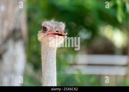 Der Strauß (Struthio camelus), oder einfach Strauß, ist eine flugunfähige Vogelart, die in bestimmten Gebieten Afrikas beheimatet ist. Stockfoto